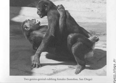 ... peut être à une régulation de groupe "type bonobos"....